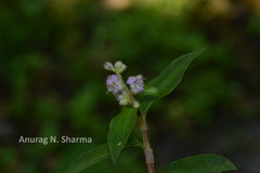 Floscopa scandens